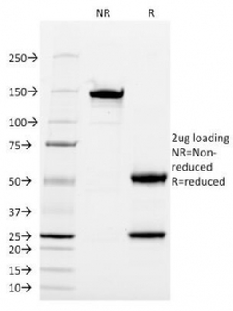 CD13 Antibody