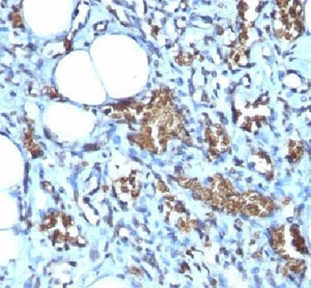 Glycophorin A Antibody