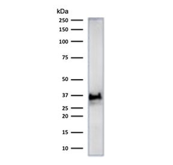 Histone H1 Antibody