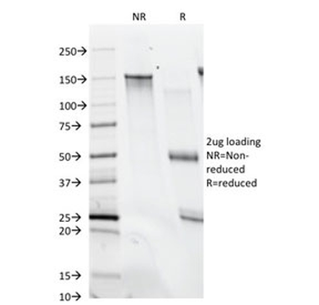 Histone H1 Antibody