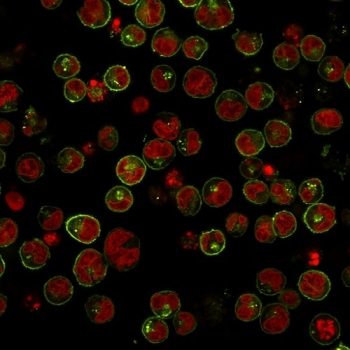 HLA-DRB1 Antibody (MHC II)
