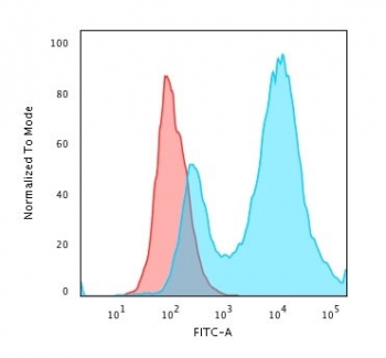 HSP27 Antibody / HSPB1
