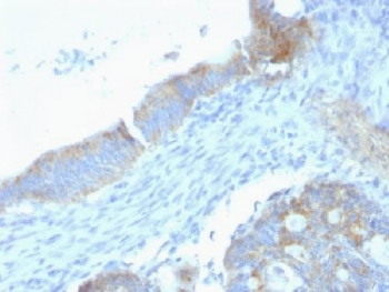 Perlecan Antibody (HSPG)