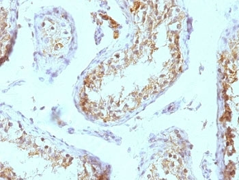 Perlecan Antibody (HSPG)