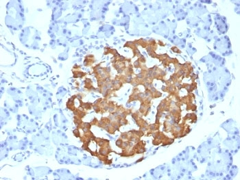 Insulin Antibody