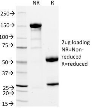 CD11a Antibody / LFA-1