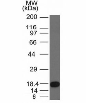 c-Kit Antibody / CD117