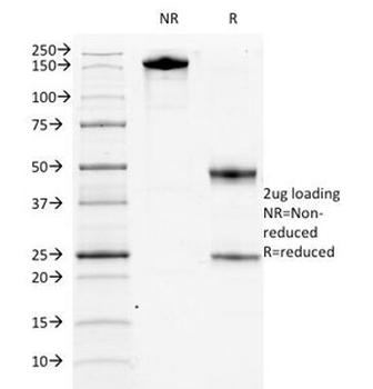 c-Kit Antibody / CD117