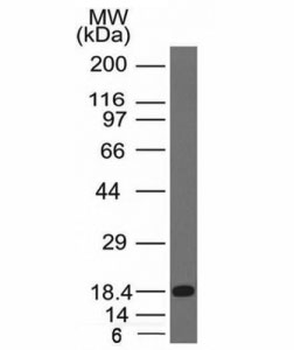 c-Kit Antibody / CD117