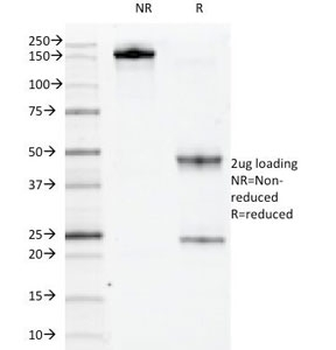 c-Kit Antibody / CD117