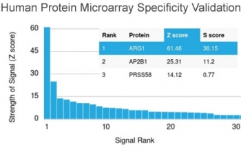 Arginase 1 Antibody