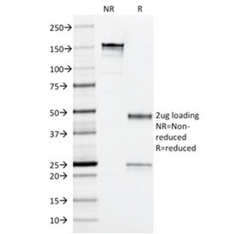 Arginase 1 Antibody