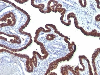 KRT7 Antibody / Cytokeratin 7