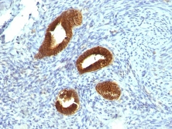 KRT19 Antibody / Cytokeratin 19