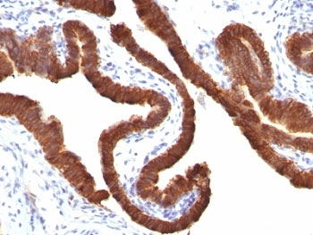 KRT19 Antibody / Cytokeratin 19