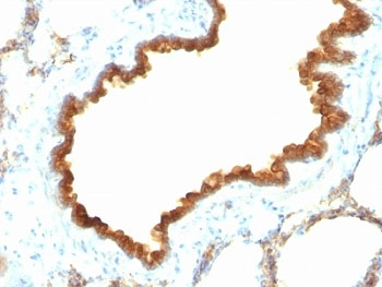 KRT19 Antibody / Cytokeratin 19