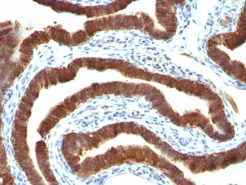 KRT19 Antibody / Cytokeratin 19