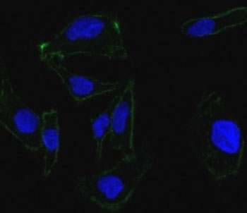 EpCAM Antibody