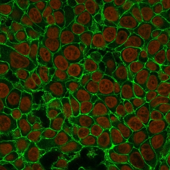 EpCAM Antibody