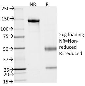 EpCAM Antibody