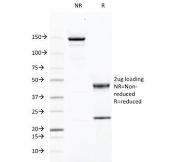 CD46 Antibody