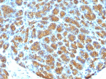 Milk Fat Globule Antibody (MFG-E8, Lactadherin)
