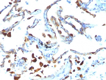Milk Fat Globule Antibody (MFG-E8, Lactadherin)
