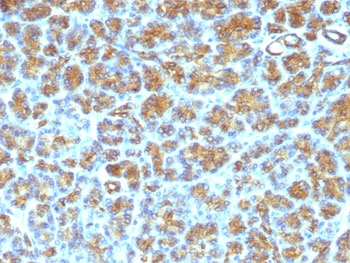 Milk Fat Globule Antibody (MFG-E8, Lactadherin)