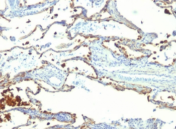 Milk Fat Globule Antibody (MFG-E8, Lactadherin)