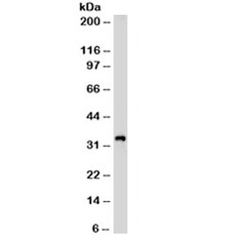 CD99 Antibody