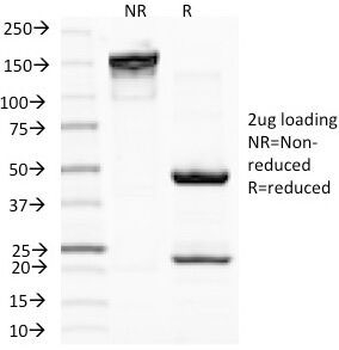 MITF Antibody