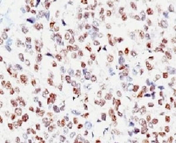 MITF Antibody