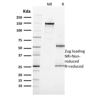 MITF Antibody