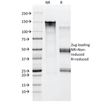 Moesin Antibody