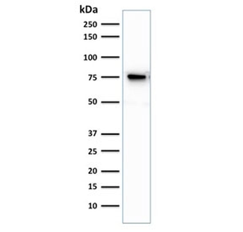 Moesin Antibody