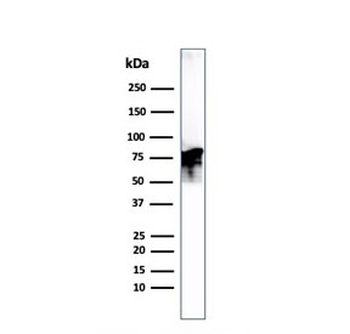 Moesin Antibody