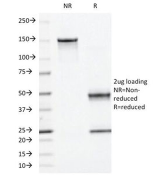 Moesin Antibody