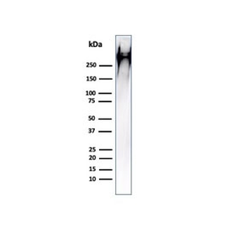 MUC1 Antibody / Mucin-1