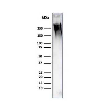 MUC1 Antibody / Mucin-1