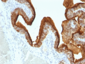 MUC1 Antibody / Mucin-1