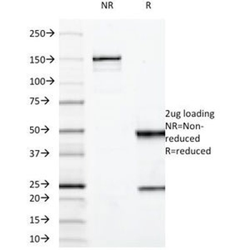 MUC3 Antibody