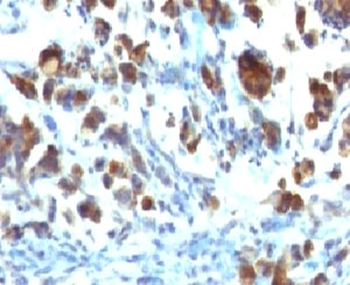 MUC3 Antibody