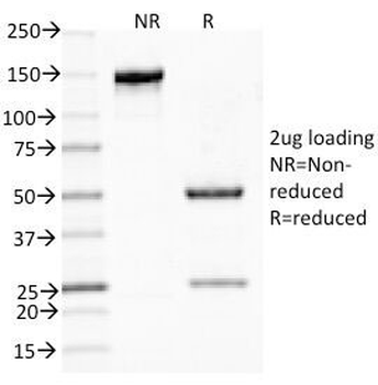 MUC5AC Antibody
