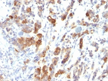 MUC5AC Antibody