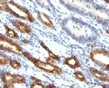 MUC6 Antibody / Gastric Mucin