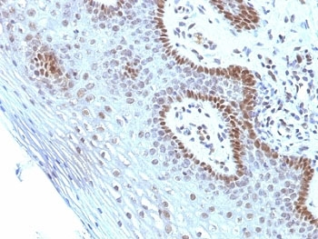 Myc Antibody