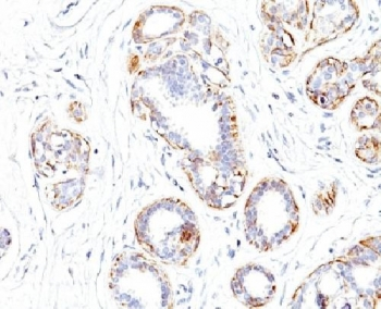 SM-MHC Antibody