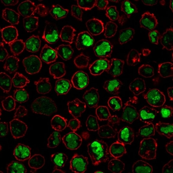 Nucleolin Antibody