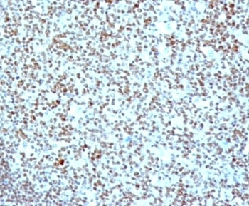 Nucleolin Antibody