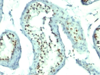 Nucleolin Antibody Cocktail